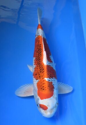 Kujaku 52cm weibl.Wada