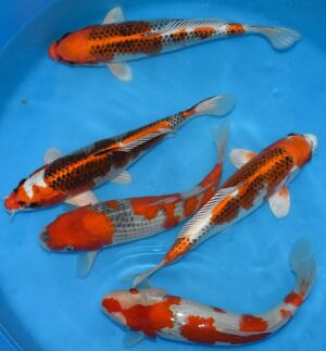 Kujaku+Goshiki 32-35cm