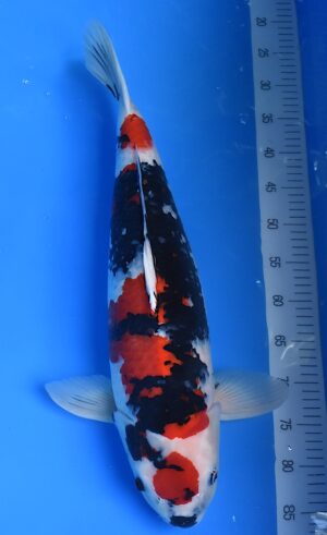 Maruten Showa 64cm Marusai weibl.