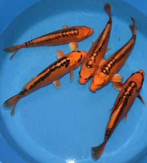 Mizuho Ogon 33-35cm Marusai