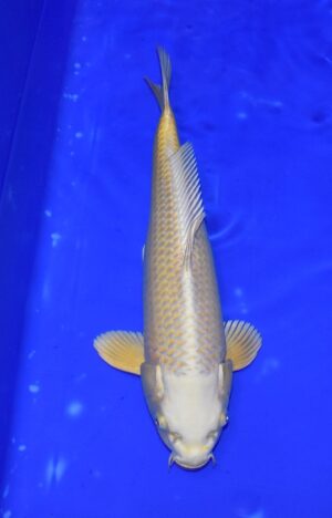 Mukashi 40-45cm Nisai Izumiya