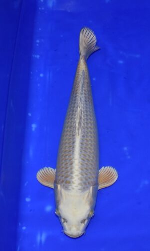 Mukashi 42-45cm Nisai weibl. Izumiya