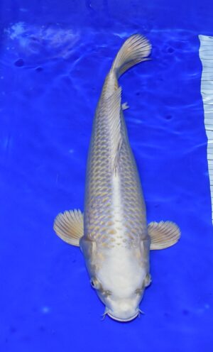 Mukashi 45-50cm Nisai Izumiya