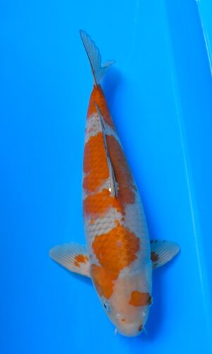 Ochiba 45-50cm Ikarashi O. weibl.