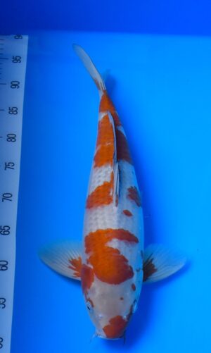 Ochiba 45-50cm weibl. Ikarashi O.