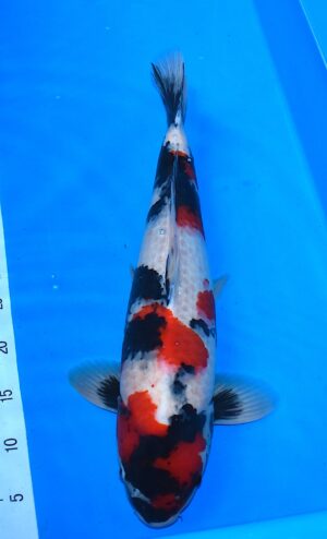 Showa 54cm Isa männl.