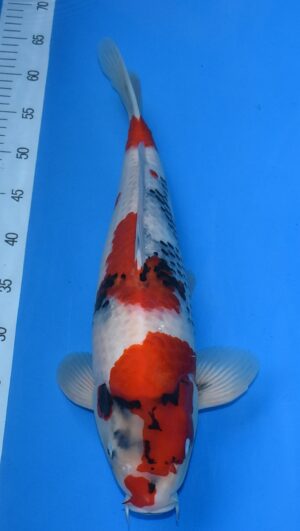 Showa Isa 48cm männl.