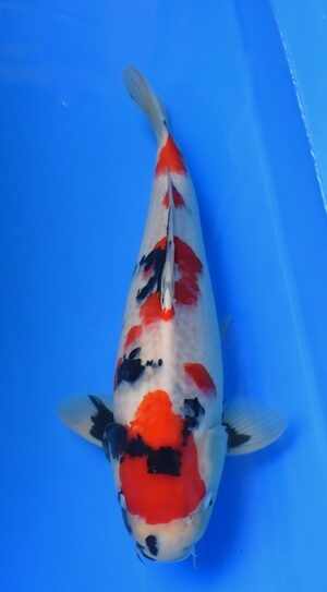 Showa Isa 49cm männl.