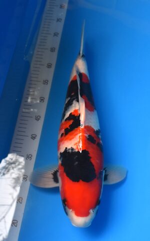 Showa Isa 52cm männl.