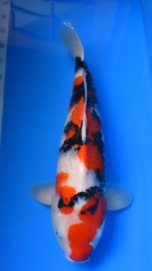 Showa Isa 56cm männl.