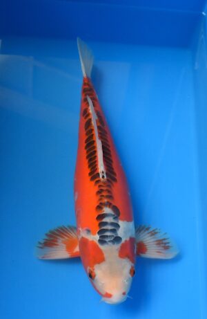 Shusui 49cm männl. Maruhiro