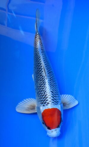 Tancho Kujaku 43cm männl. Kaneko