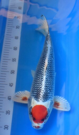 Tancho Kujaku 45-50cm weibl. Kaneko