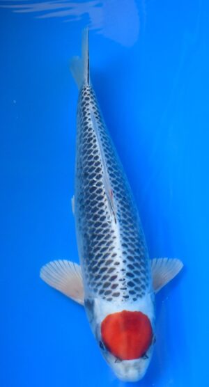 Tancho Kujaku 45-50cm weibl.Kaneko