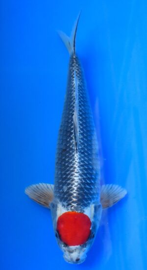 Tancho Kujaku 45cm männl. Kaneko