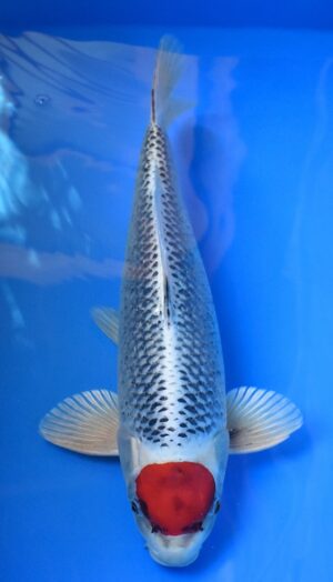 Tancho Kujaku 48cm Kaneko männl.