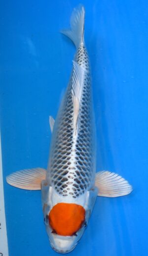 Tancho Kujaku 48cm weibl.Kaneko