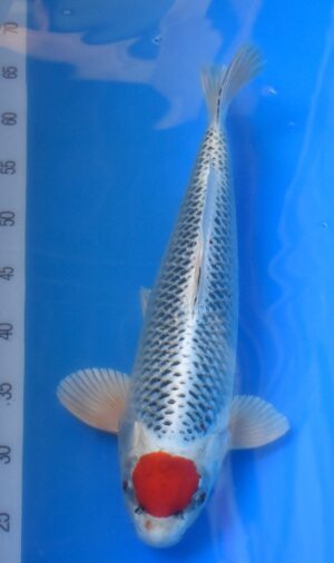 Tancho Kujaku weibl. 43cm Kaneko