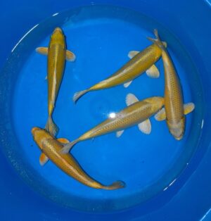 Yamabuki 35-40cm Ogata