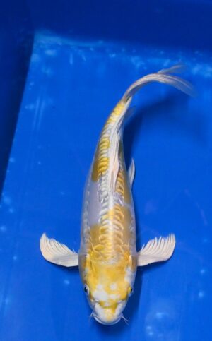 Butterfly Doitsu Hariwake Nisai 35-40cm weibl. Yamazaki