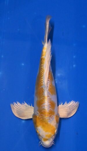 Butterfly Doitsu Hariwake Nisai weibl. 35-40cm Yamazaki