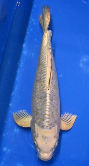 Butterfly Doitsu Mukashi Nisai 41cm weibl. Yamazaki