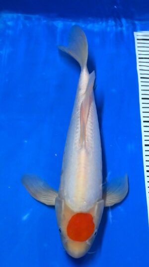 Butterfly Doitsu Tancho Nisai 45cm Suda