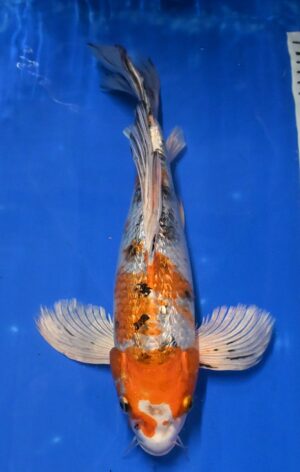 Butterfly GR Kin Showa Nisai 35-40cm weibl. Yamazaki