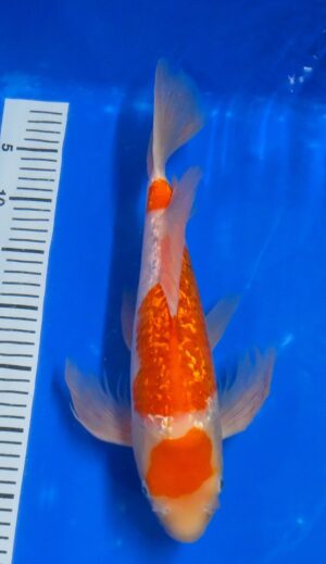 Butterfly GR Kohaku Nisai 41cm weibl. Suda