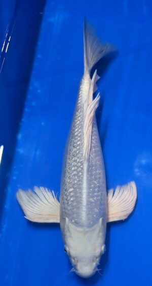 Butterfly GR Platin Nisai 38cm weibl. Yamazaki