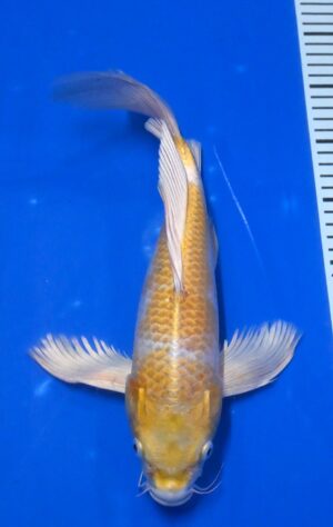 Butterfly Hariwake Nisai 35-40cm weibl. Yamazaki