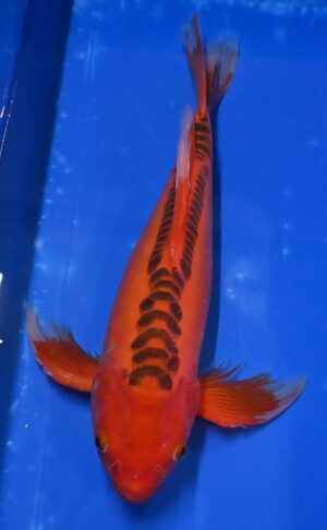 Butterfly Hi Shusui 47cm Nisai Suda reserviert