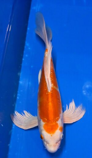 Butterfly Kikusui Nisai 35-40cm weibl.Yamazaki