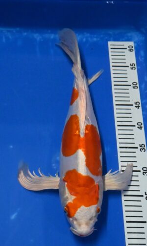 Butterfly Kikusui Nisai 49cm Suda weibl. reserviert