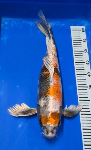 Butterfly Kin Showa Nisai 50cm Suda weibl.reserviert