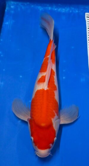 Butterfly Kohaku Nisai 46cm Suda weibl. reserviert