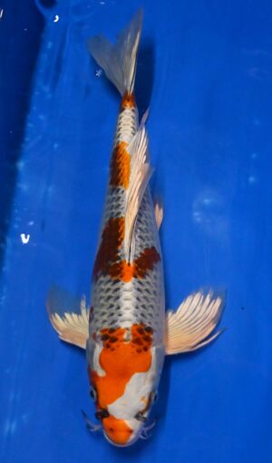 Butterfly Kujaku Nisai 41cm weibl. Suda