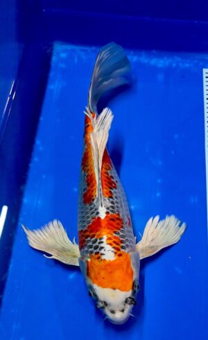 Butterfly Kujaku Nisai 48cm Suda weibl. reserviert