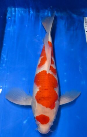 Butterfly Maruten Goromo 45cm Suda weibl.