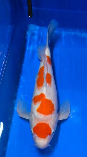 Butterfly Maruten Kohaku Nisai 48cn Suda weibl. reserviert