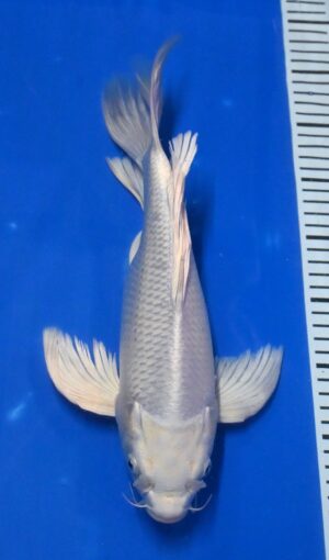 Butterfly Platin 35-40cm Nisai weibl. Yamazaki reserviert