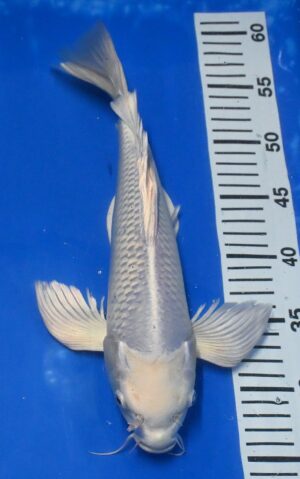 Butterfly Platin Nisai 35-40 c m Yamazaki reserviert