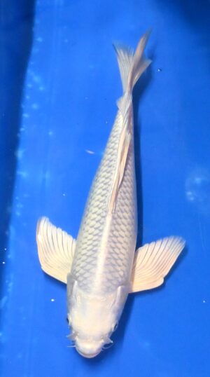 Butterfly Platin Nisai 35-40cm weibl. Yamazaki