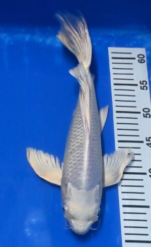 Butterfly Platin Nisai 37cm weibl. Yamazaki