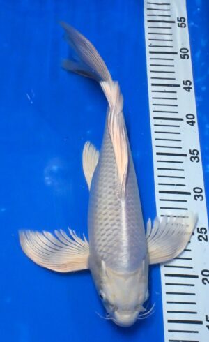 Butterfly Platin Nisai 38cm weibl. Yamazaki