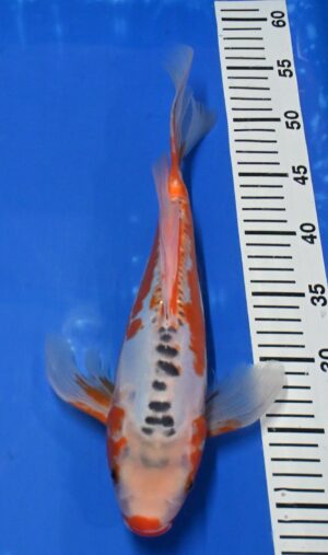 Butterfly Shusui Nisai 35-40cm weibl. Yamazaki