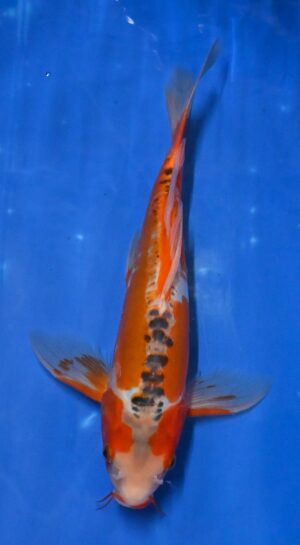 Butterfly Shusui Nisai 36cm Yamazaki reserviert