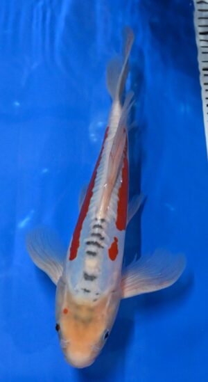 Butterfly Shusui Nisai 37cm Yamazaki