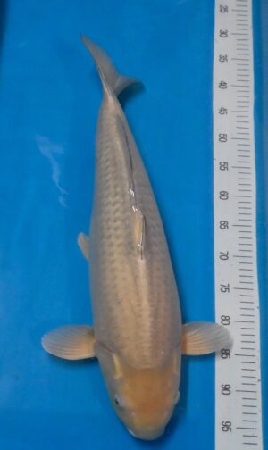 Chagoi 62cm Sansai weibl. Marusai