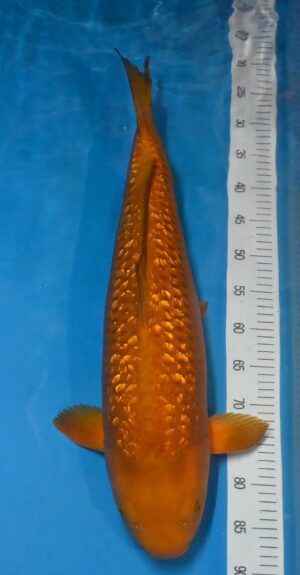 GR Braun Chagoi 64cm weibl. Sansai Maruhiro reserviert